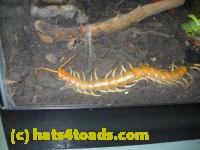 /home//u458753944/public_html/sourcegallery///////////////////Insects and small critters/millipedes and centipedes/DSCN1948.JPG